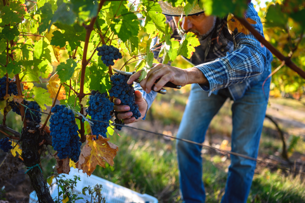 Septiembre es época de vendimia: así nace tu vino preferido